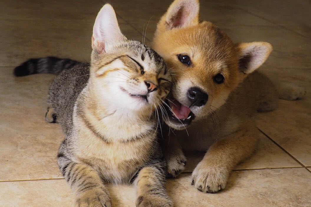 Dog and cat playing together